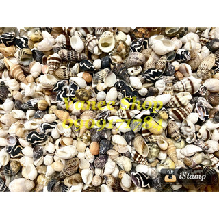 Vỏ ốc nhí mix dưới 2cm 100gr
