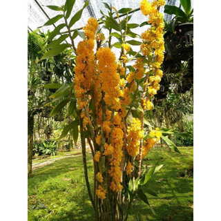 Lan khế vàng siêng hoa