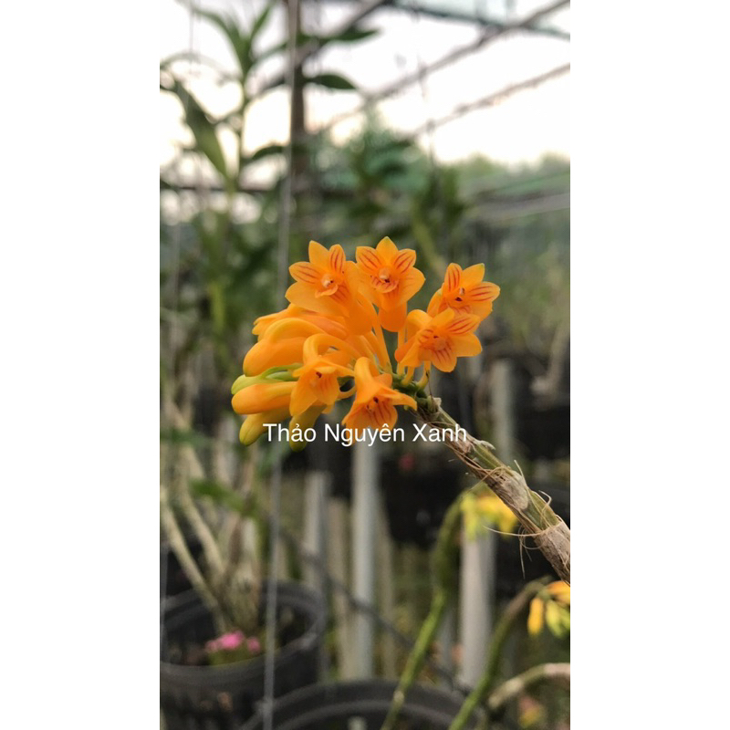 Lan Khế Vàng Siêng Hoa