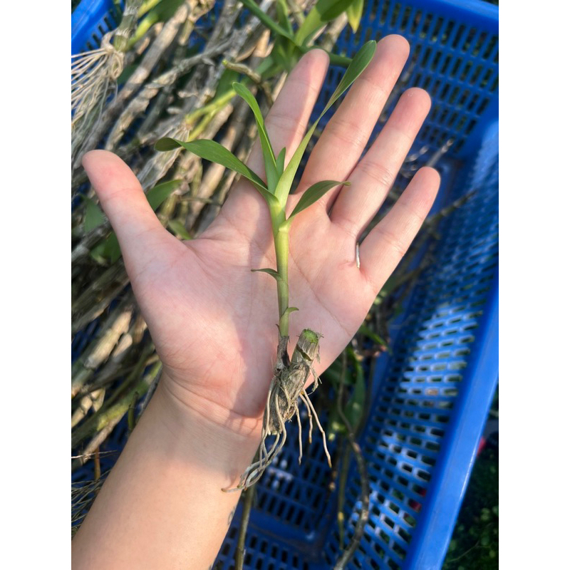 Lan Khế Vàng Siêng Hoa