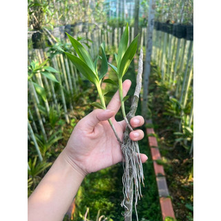 Lan Khế Vàng Siêng Hoa (kie Con)