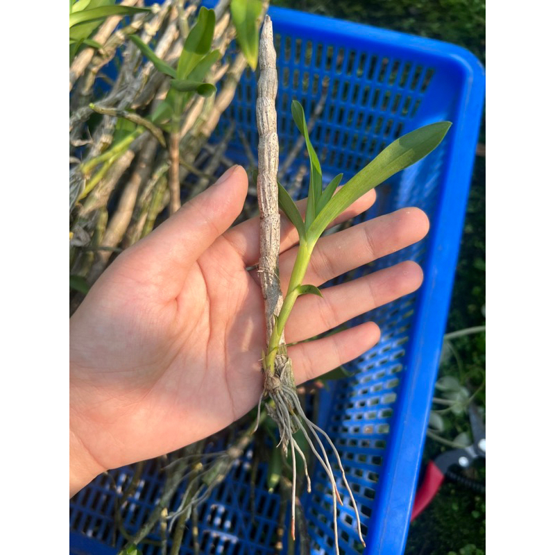 Lan Khế Vàng Siêng Hoa