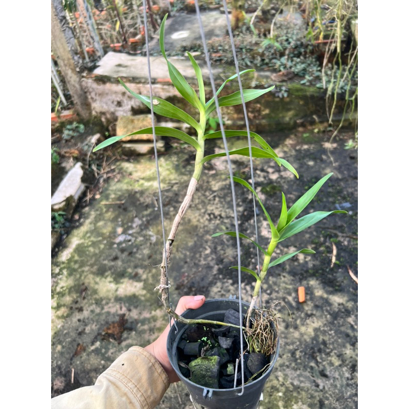 Lan Khế Vàng Siêng Hoa