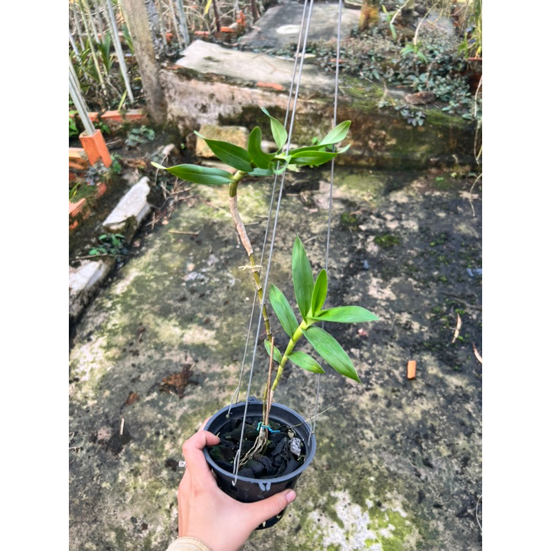 Lan Khế Vàng Siêng Hoa