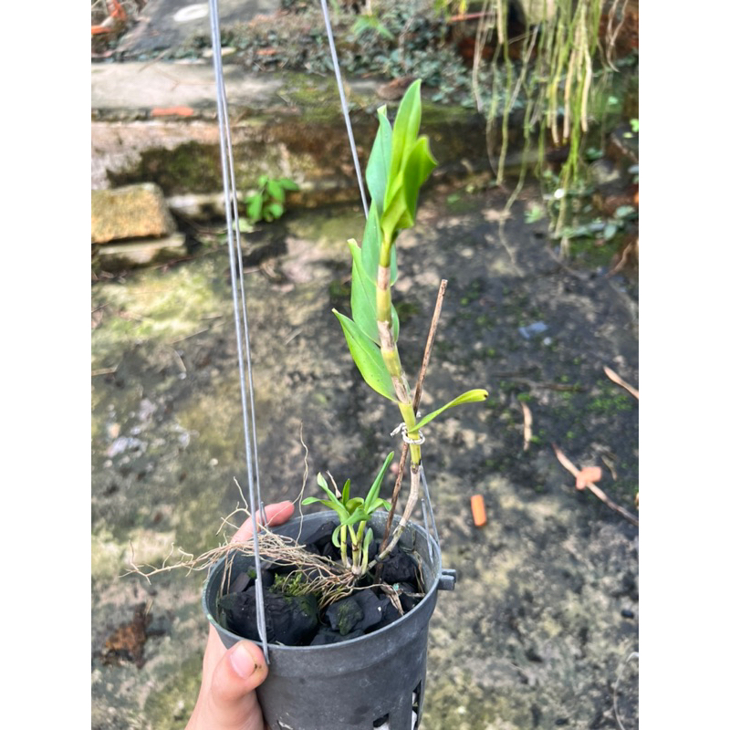 Lan Khế Vàng Siêng Hoa