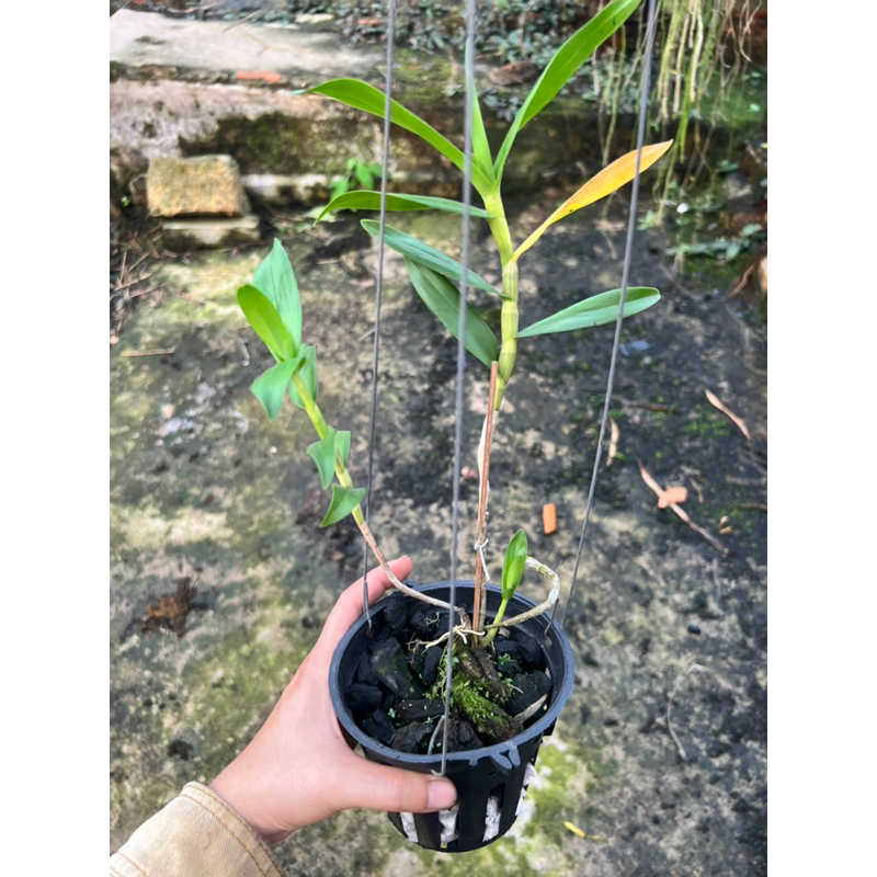 Lan Khế Vàng Siêng Hoa