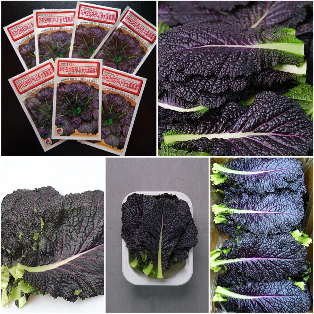HẠT GIỐNG CẢI MÙ TẠT TÍM HÀN QUỐC DARK KOCHA