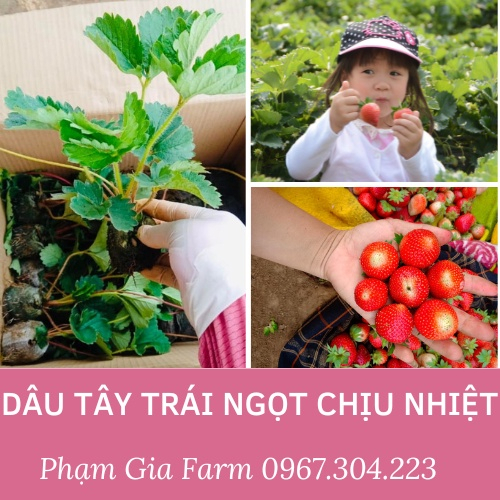 (PHẠM GIA FARM) Cây giống dâu tây Nhật ngọt chịu nhiệt dễ trồng quanh năm