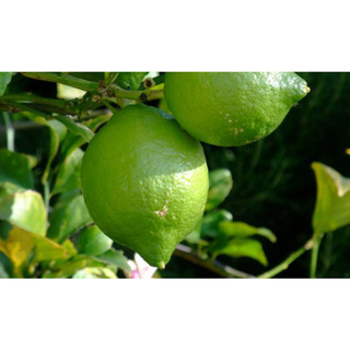 Cây giống chanh núm