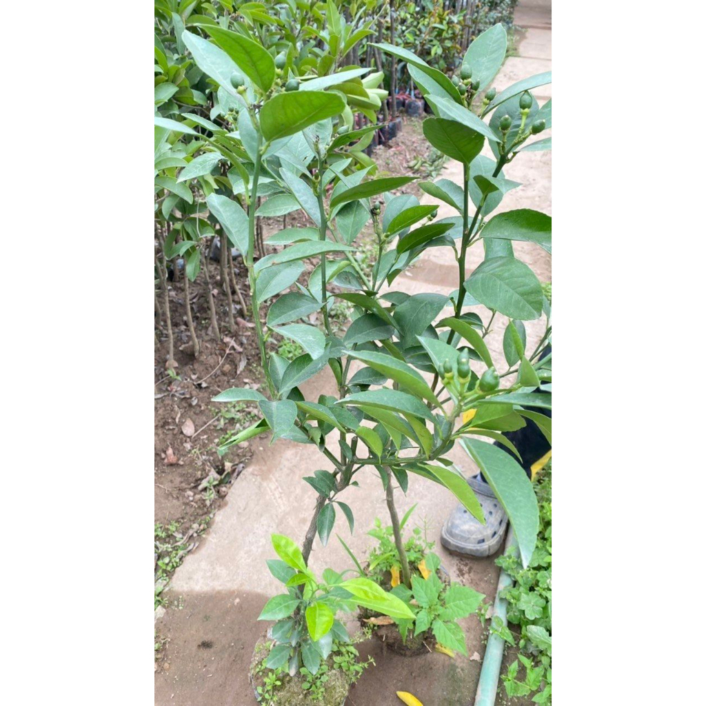 Cây giống chanh núm