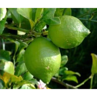 Cây giống chanh núm