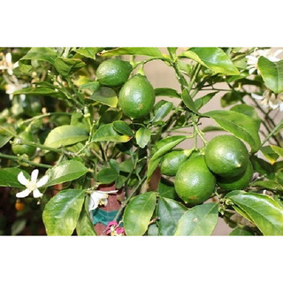 Cây giống chanh núm