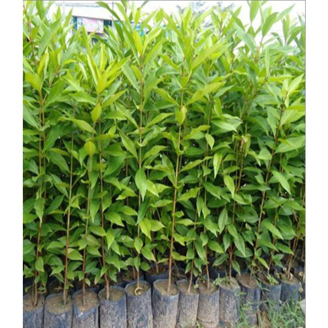 Cây giống trâm lùn