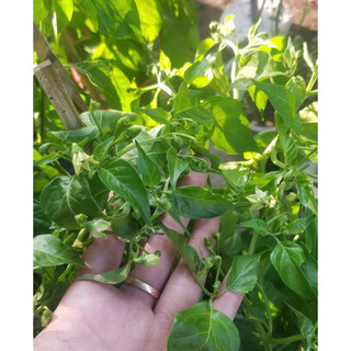 Cây giống ớt xiêm xanh