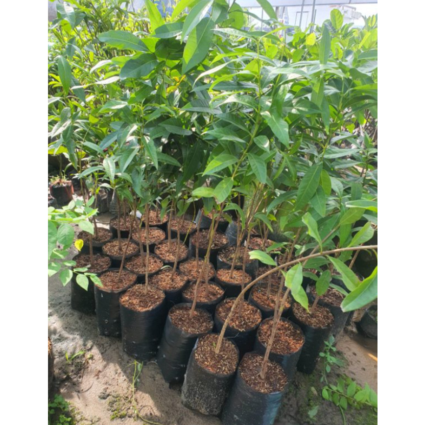 Cây giống trâm lùn