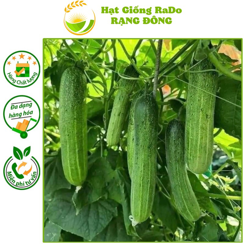 Hạt Giống Dưa Leo Lai F1 RaDo 757 (Trái Dài) Gói 1gram Rạng Đông