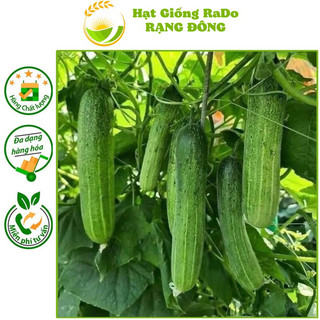 Hạt giống dưa leo lai f1 rado 757 gói 1gram rạng đông