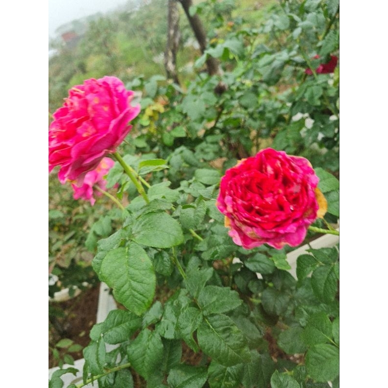 Phân bón Camel Vinaf chuyên dùng cho cây hoa hồng,cây cảnh  giúp cây đâm chồi, nhiều nụ, hoa to, lâu tàn túi 1kg.