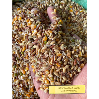 Ngũ cốc dinh dưỡng dành cho gà, chim, cu, gáy