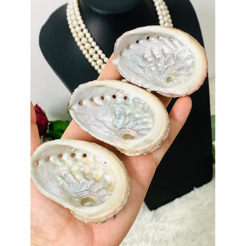 Vỏ bào ngư size vừa