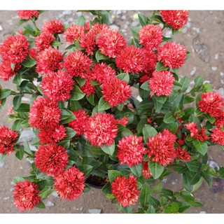 Bông trang sen đỏ thái siêu hoa cao 60-70cm