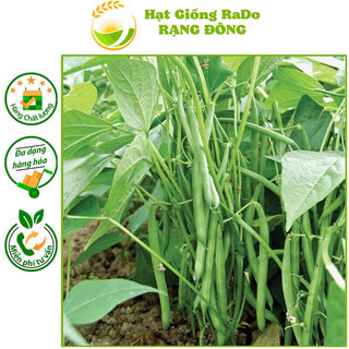Hạt giống đậu cove bụi lùn rado 11 dễ trồng, sai trái, hạt giống rạng đông