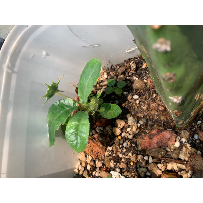 Cây mặt trời Dorstenia Var và thường.