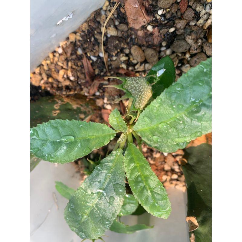 Cây mặt trời Dorstenia Var và thường.