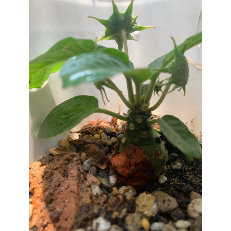 Cây mặt trời Dorstenia Var và thường.