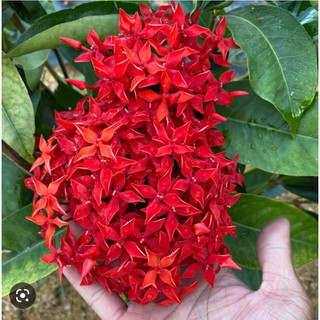 Cây bông trang sen đỏ mỹ,đỏ taảnh thật như hình