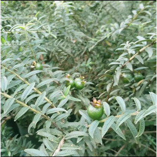 Cây ổi tàu,giống ổi lá kim hiếm.