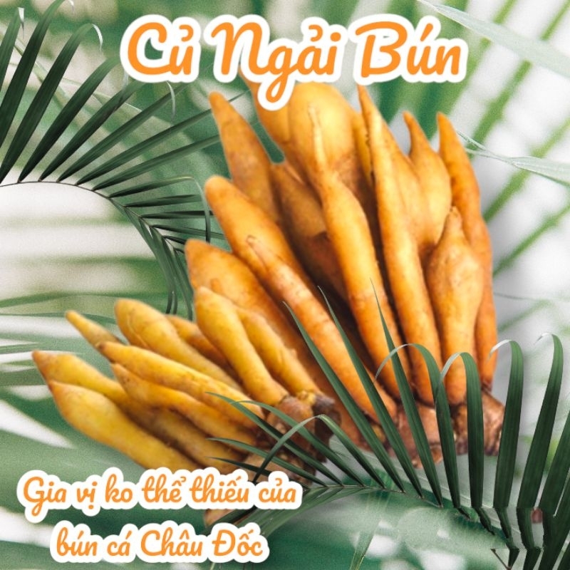 Củ ngải bún tươi - An Giang- Nấu bún cá, bún mắm