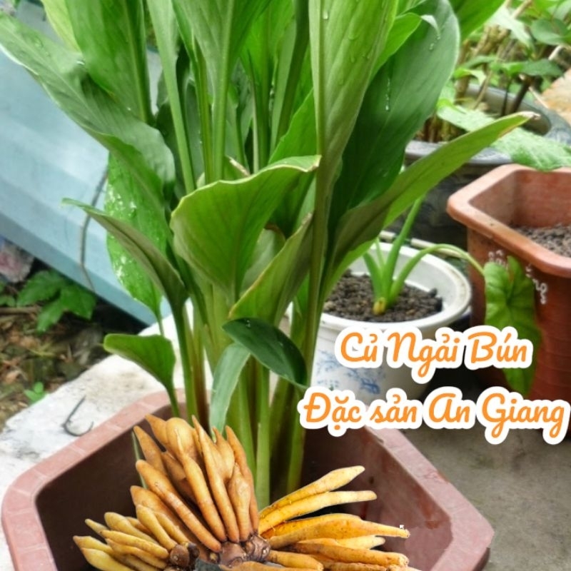 Củ ngải bún tươi - An Giang- Nấu bún cá, bún mắm