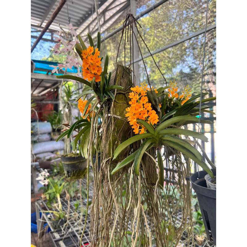 Hoả Hoàng Cam Cây Rời- Mua 10 Tặng 1