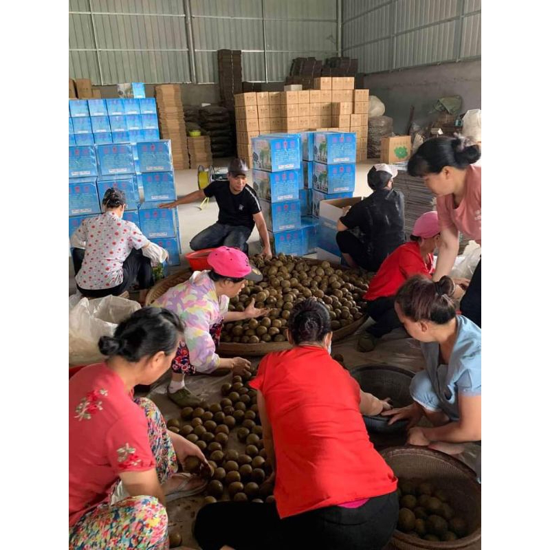 LA HÁN QUẢ TRÁI TO  TRÁI LA HÁN NẤU NƯỚC SÂM