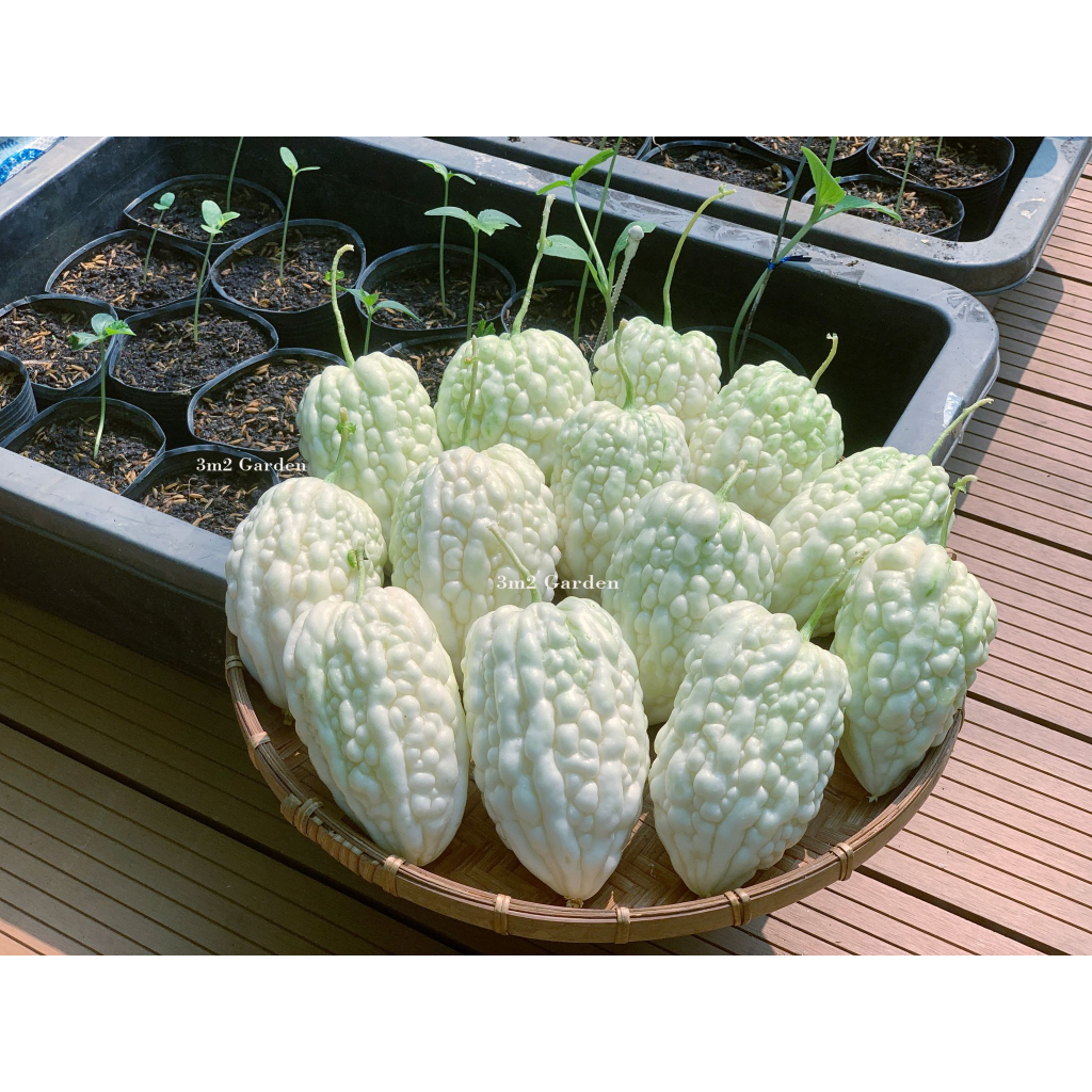 Gói 6 Hạt Khổ qua mướp đắng trái tim trắng Rococo