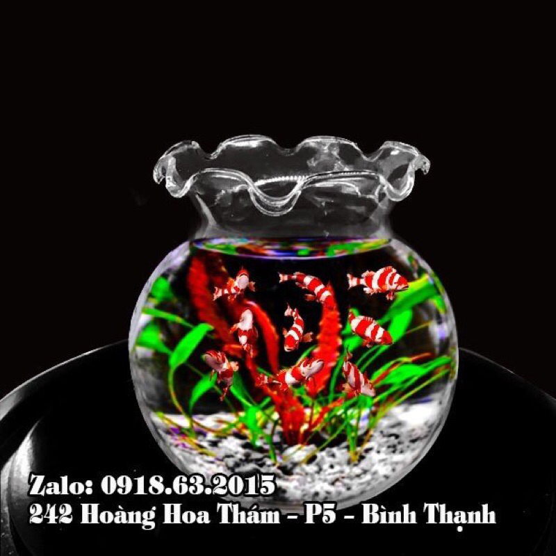 Hồ cá mini thủy tinh để bàn, chậu thủy tinh trồng cây thủy sinh mẫu B4