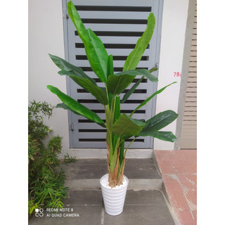 Cây chuối giả bụi 3 khóm cao 1m5 trang trí nhà cửa văn phòng sân vườn bền đẹp