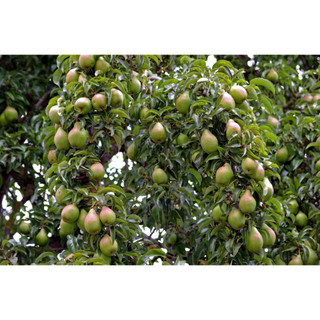 Cây giống lê đỏ Nam phi