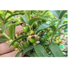 Chậu cây Ổi sẻ, ổi lá kim bonsai đang hoa trái, trái chín thơm, ngọt, ăn ngon