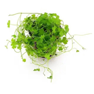 Rau má hương - bầu giống