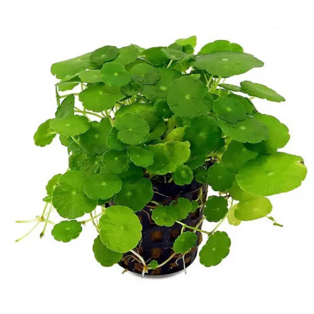 Rau má hương - bầu giống