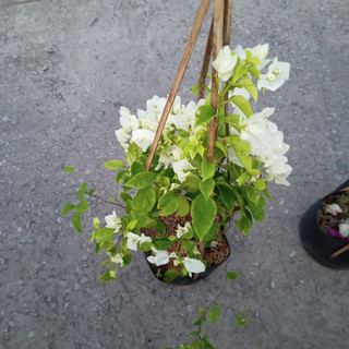 Chậu cây bông giấy hoa trắng C10