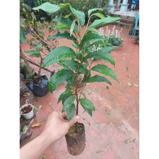 COMBO 2 CÂY GIỐNG VÚ SỮA TÍM TRỒNG TỪ HẠT