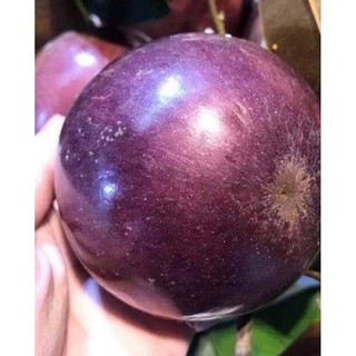 COMBO 2 CÂY GIỐNG VÚ SỮA TÍM TRỒNG TỪ HẠT