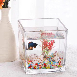 Lọ thủy tinh hình vuông, chậu trong suốt, chuyên dùng trồng cây thủy sinh, cắm hoa để bàn, decor nội thất