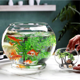 Bình Thủy Tinh tròn chân có đế chuyên dùng trồng cây thủy sinh, thủy canh, bình nuôi cá để bàn