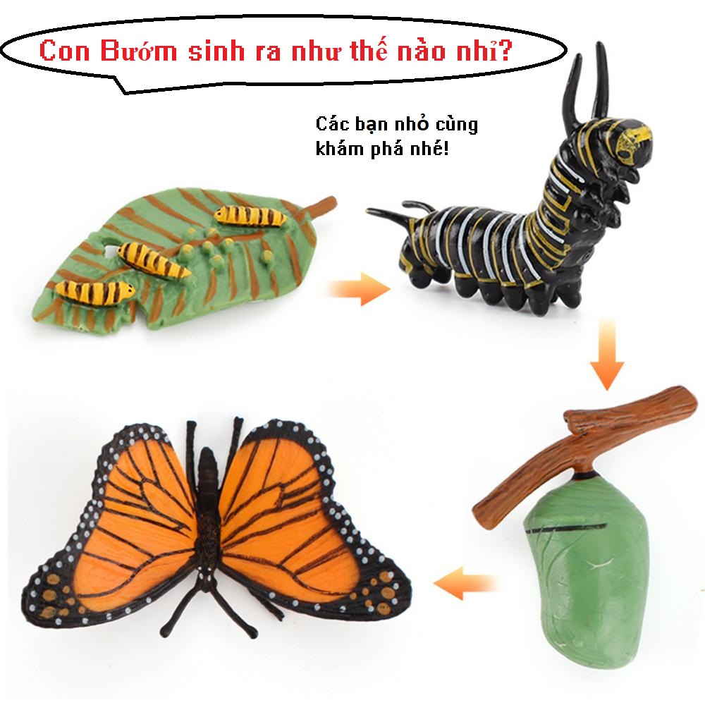 Đồ chơi mô hình vòng đời của các loài động vật côn trùng - Tài liệu giáo dục mẫu giáo tiểu học