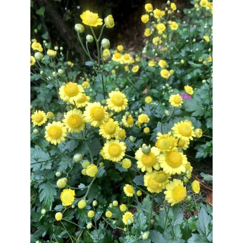 Cúc làm trà  size chậu c6