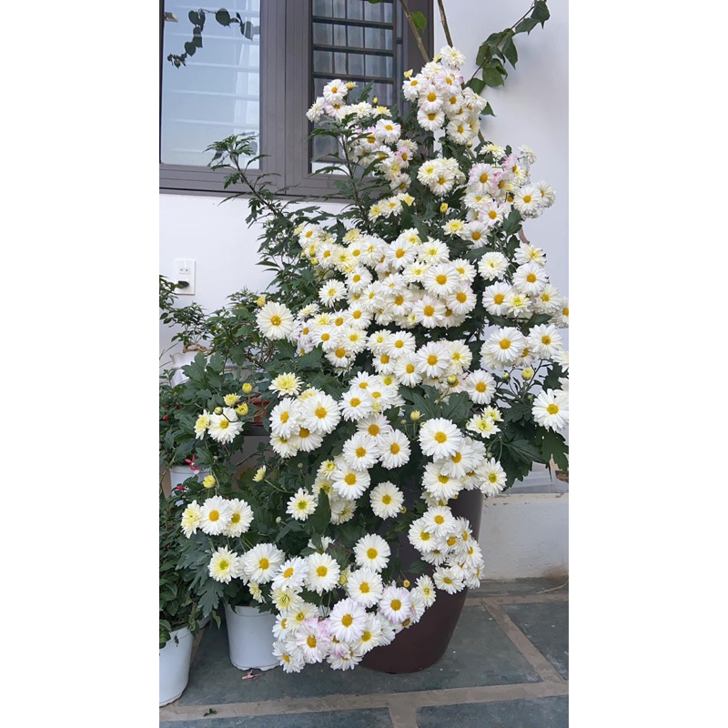 Cúc làm trà  size chậu c6